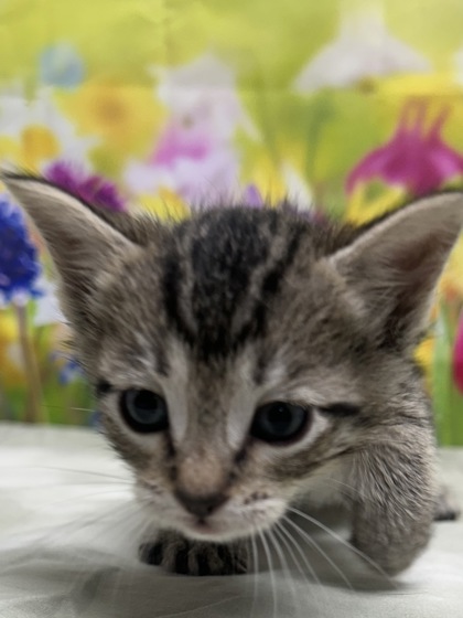 Pet Photo