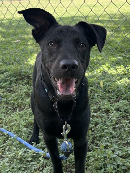 Pet Photo