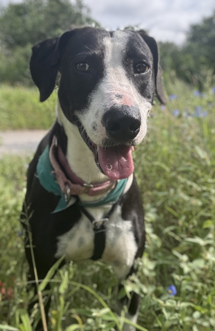 Pet Photo