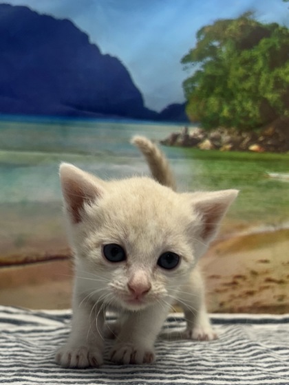 Foto de mascota