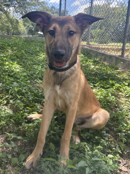 Foto de mascota