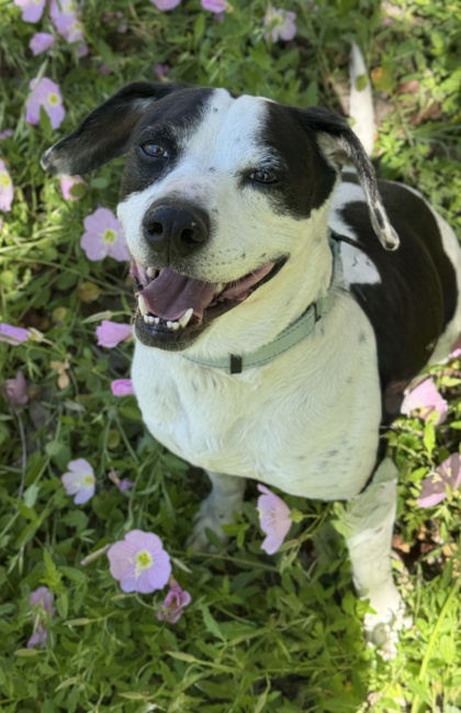 Snoopy