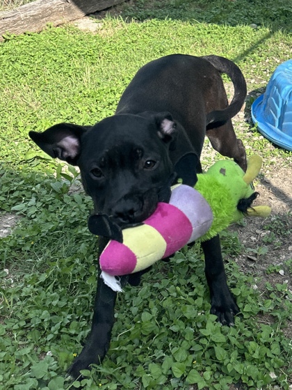 Pet Photo