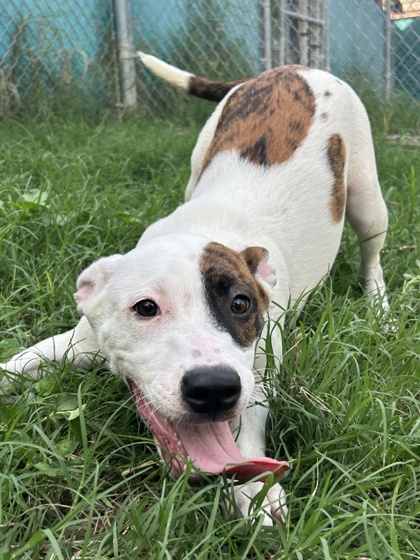 Pet Photo