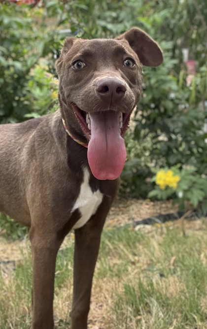 Pet Photo