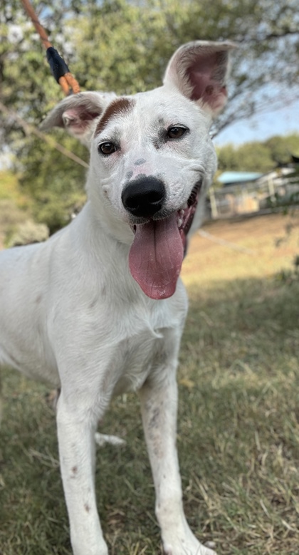 Foto de mascota