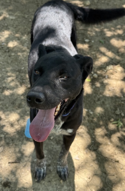 Pet Photo