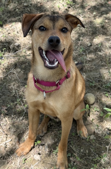 Pet Photo