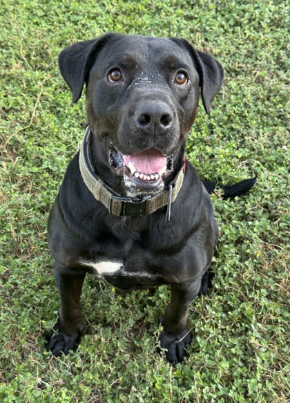 Pet Photo