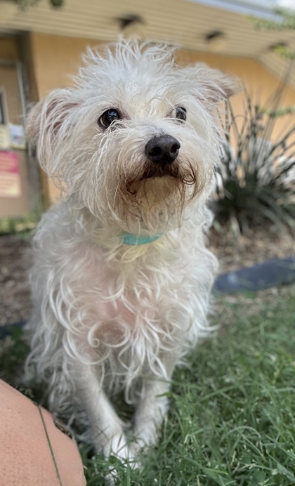 Pet Photo