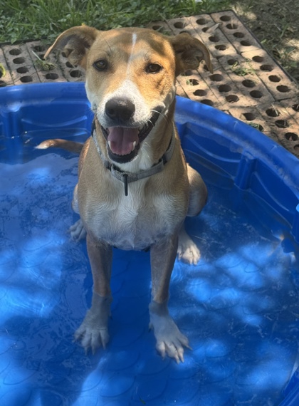 Pet Photo