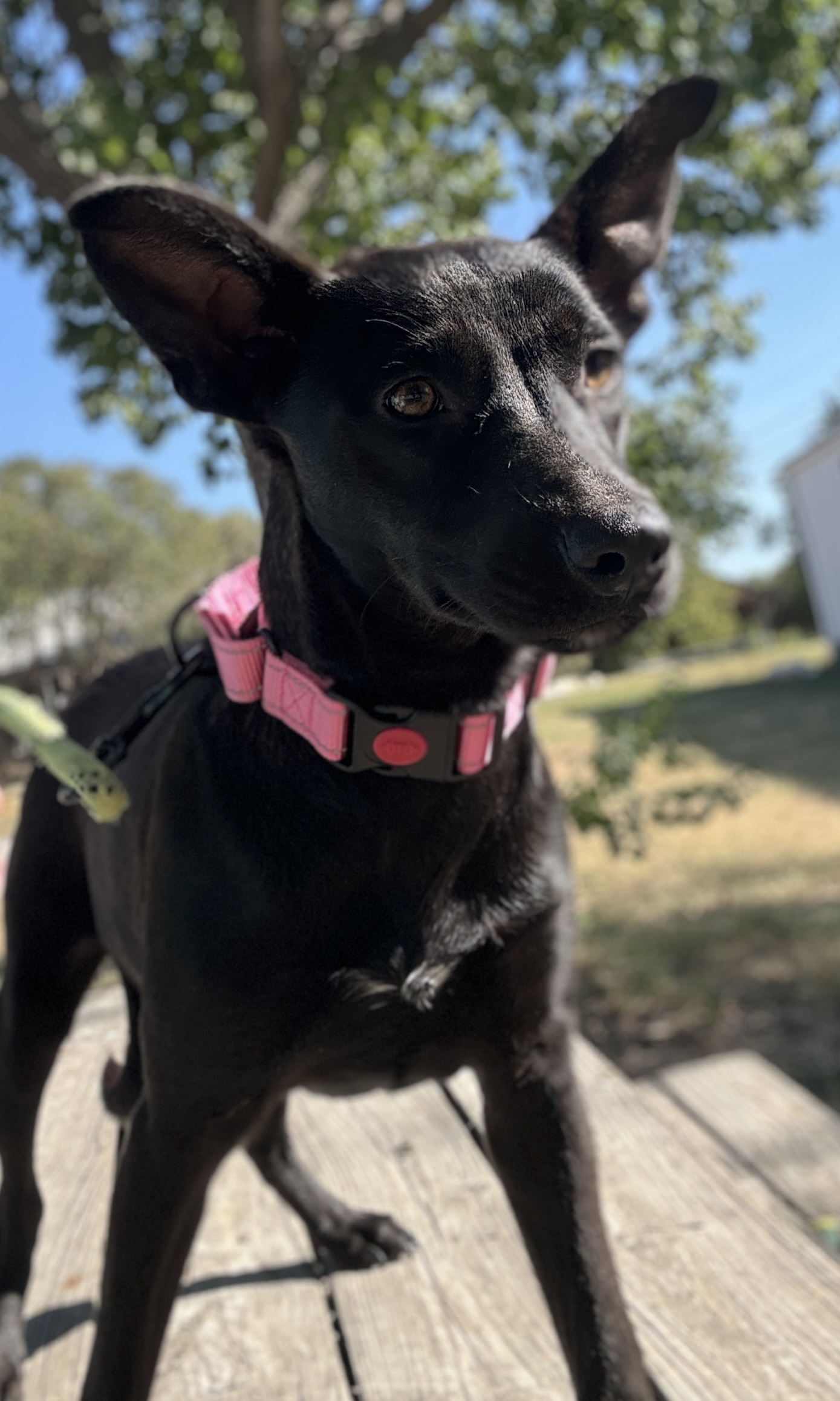 Pet Photo