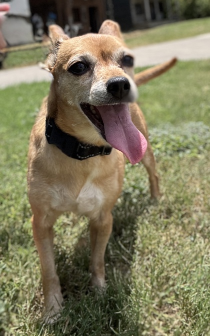 Pet Photo