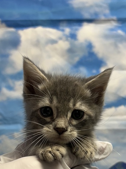 Pet Photo