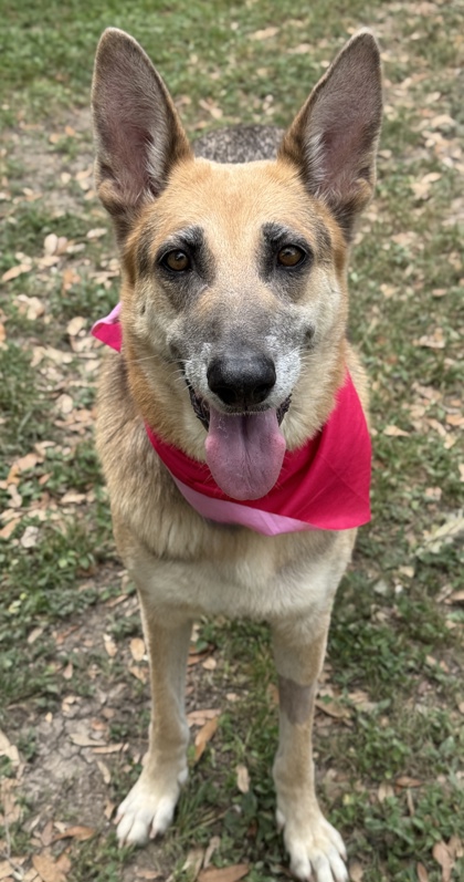 Pet Photo
