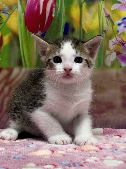 Pet Photo