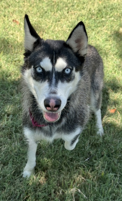 Pet Photo