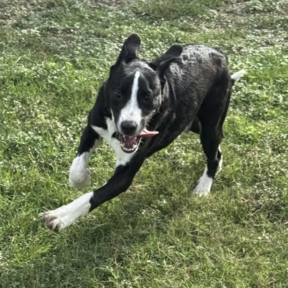 Pet Photo