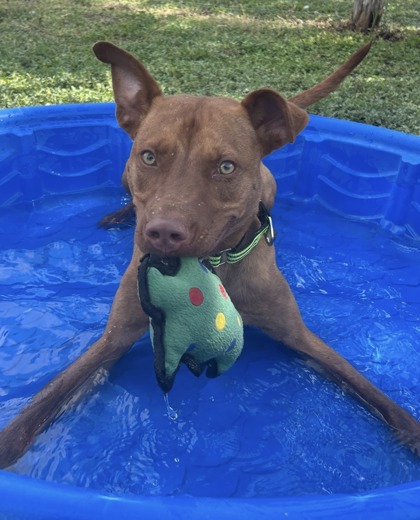 Foto de mascota