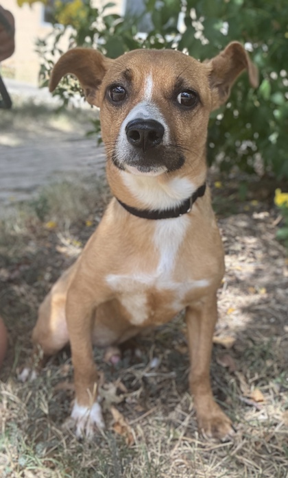 Gus