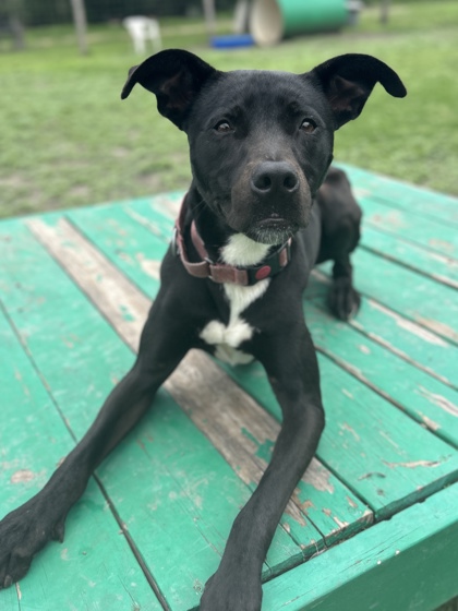 Foto de mascota