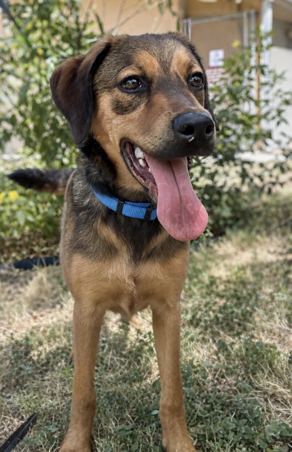 Foto de mascota