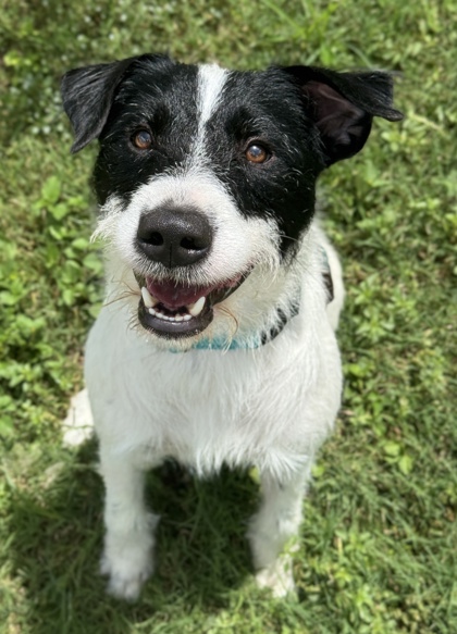 Zorro