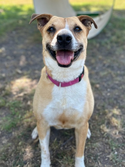 Pet Photo