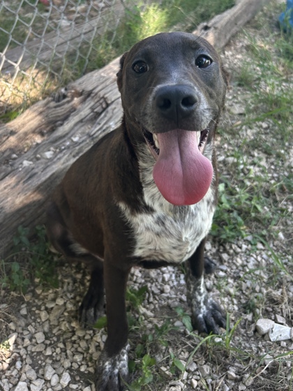 Pet Photo