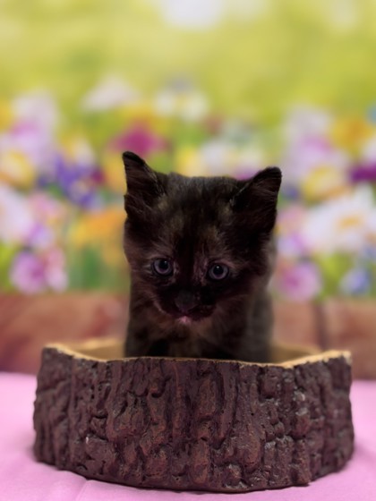Pet Photo