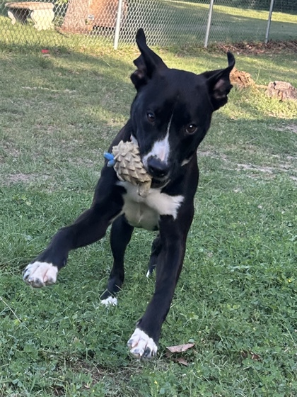 Pet Photo