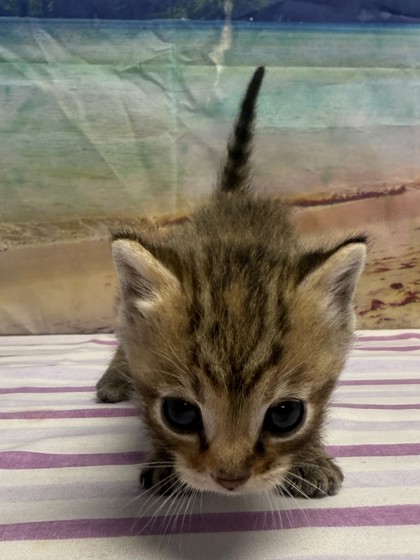 Pet Photo