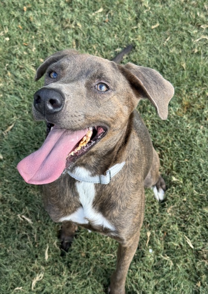 Pet Photo