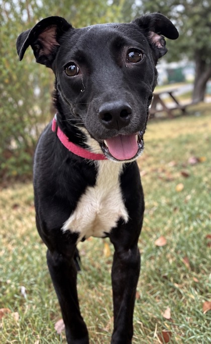 Pet Photo