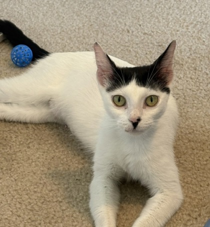 Pet Photo