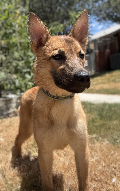 Pet Photo