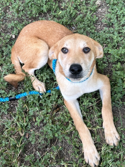 Pet Photo