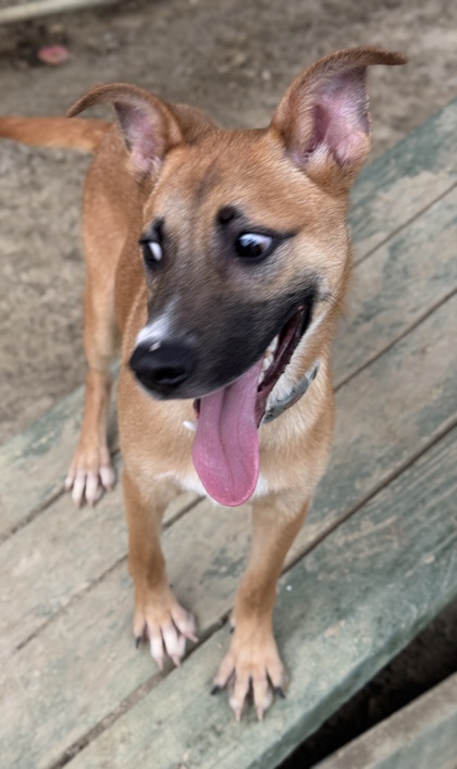 Pet Photo