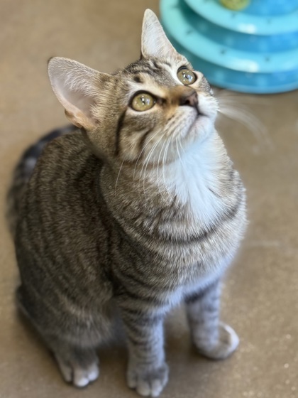 Pet Photo
