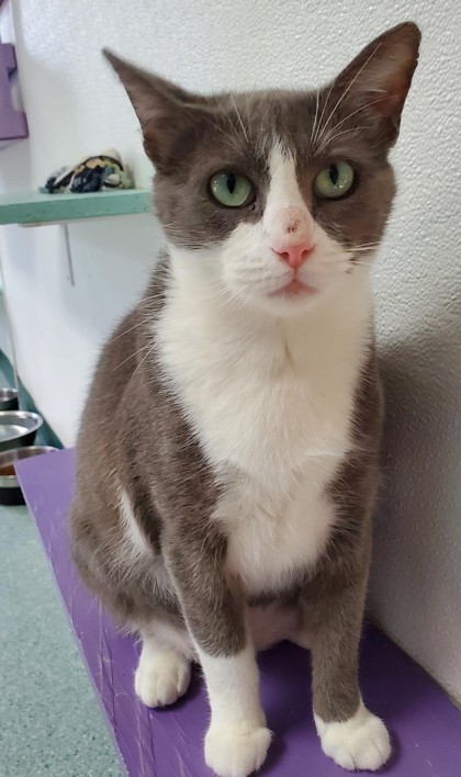 Foto de mascota