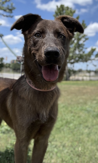 Pet Photo