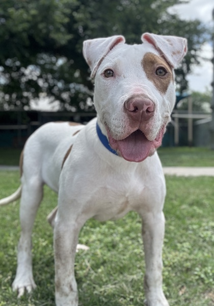 Pet Photo