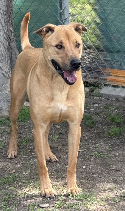 Pet Photo