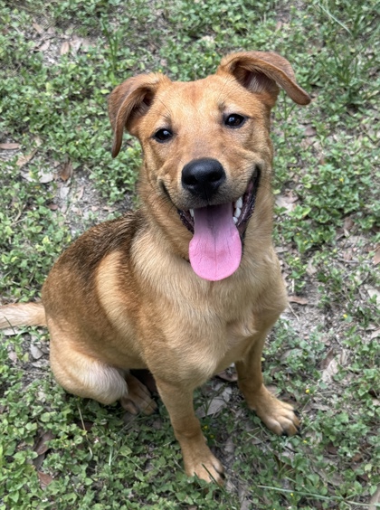 Pet Photo