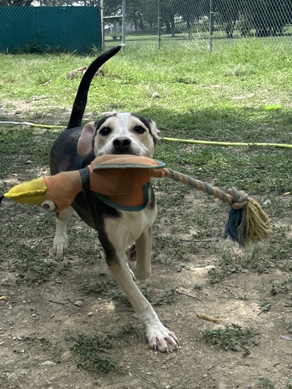 Pet Photo