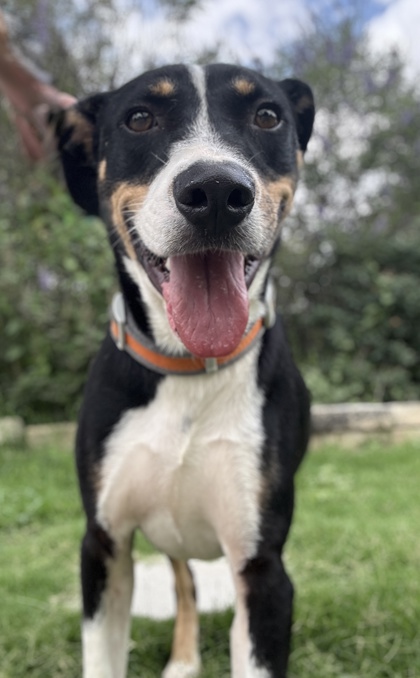 Foto de mascota