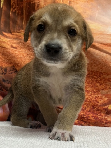 Foto de mascota