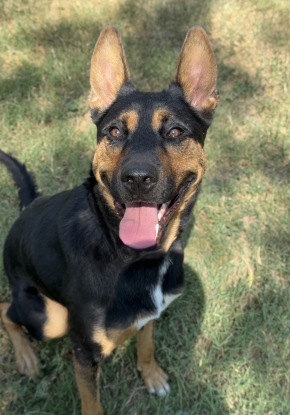 Pet Photo