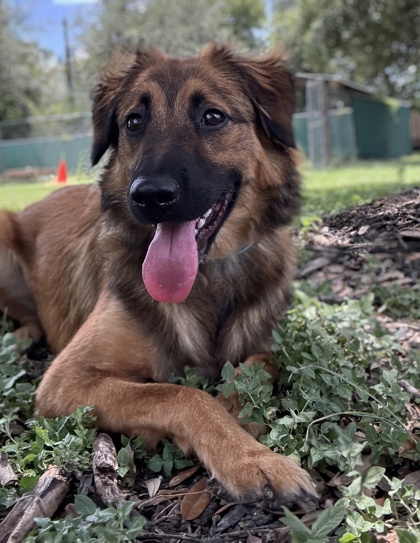 Foto de mascota