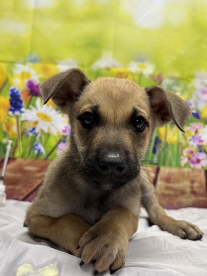 Pet Photo